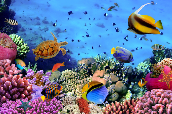 Favorite Dive Destinations – Red Sea