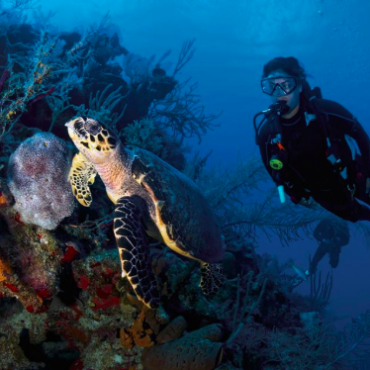 Favorite Dive Sites-Turks & Caicos