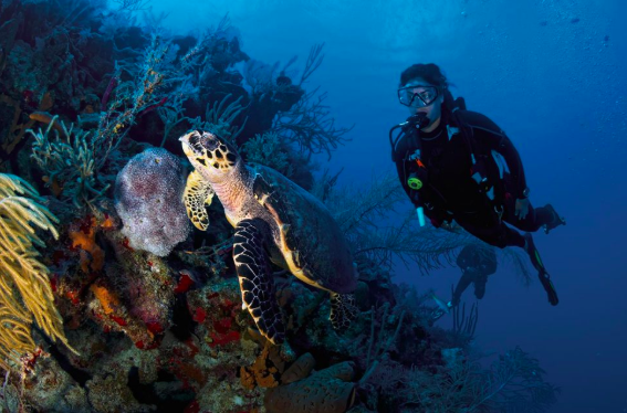 Favorite Dive Sites-Turks & Caicos