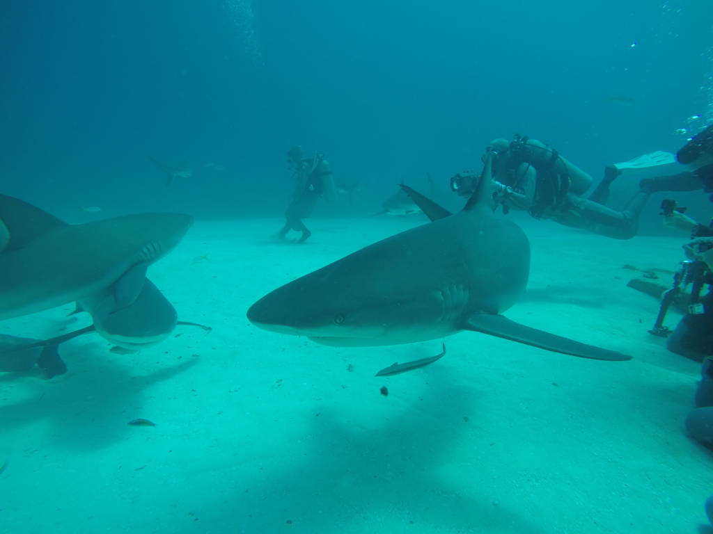 Shark Diving Image