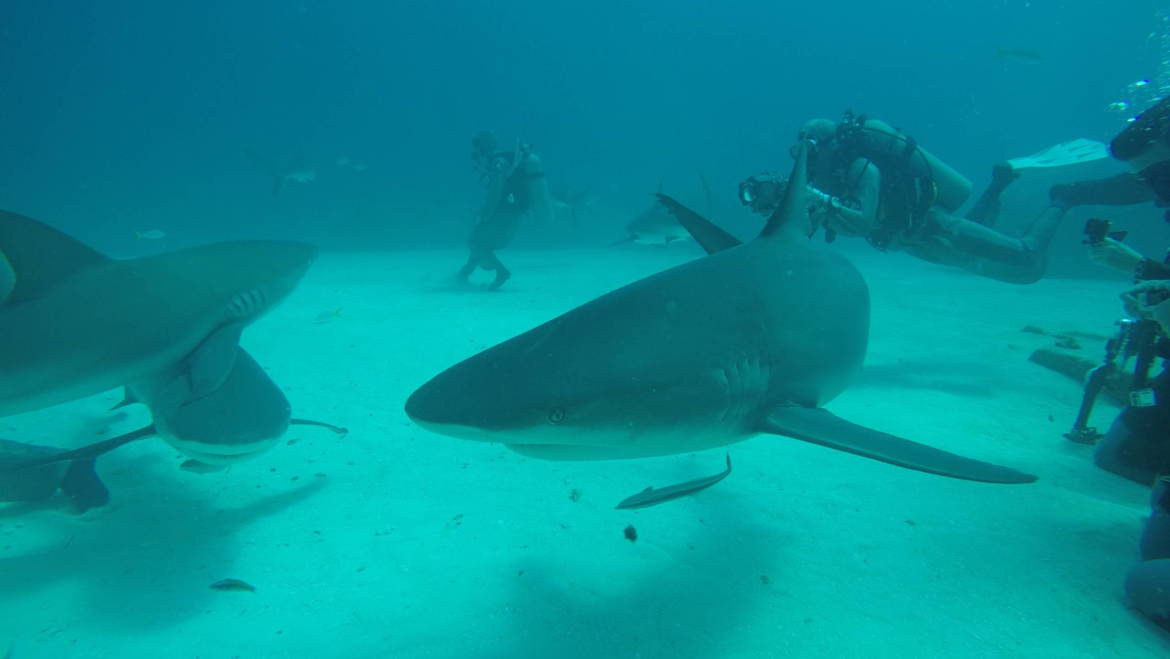 Favorite Shark Dive – Bahamas