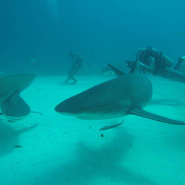 Favorite Shark Dive – Bahamas